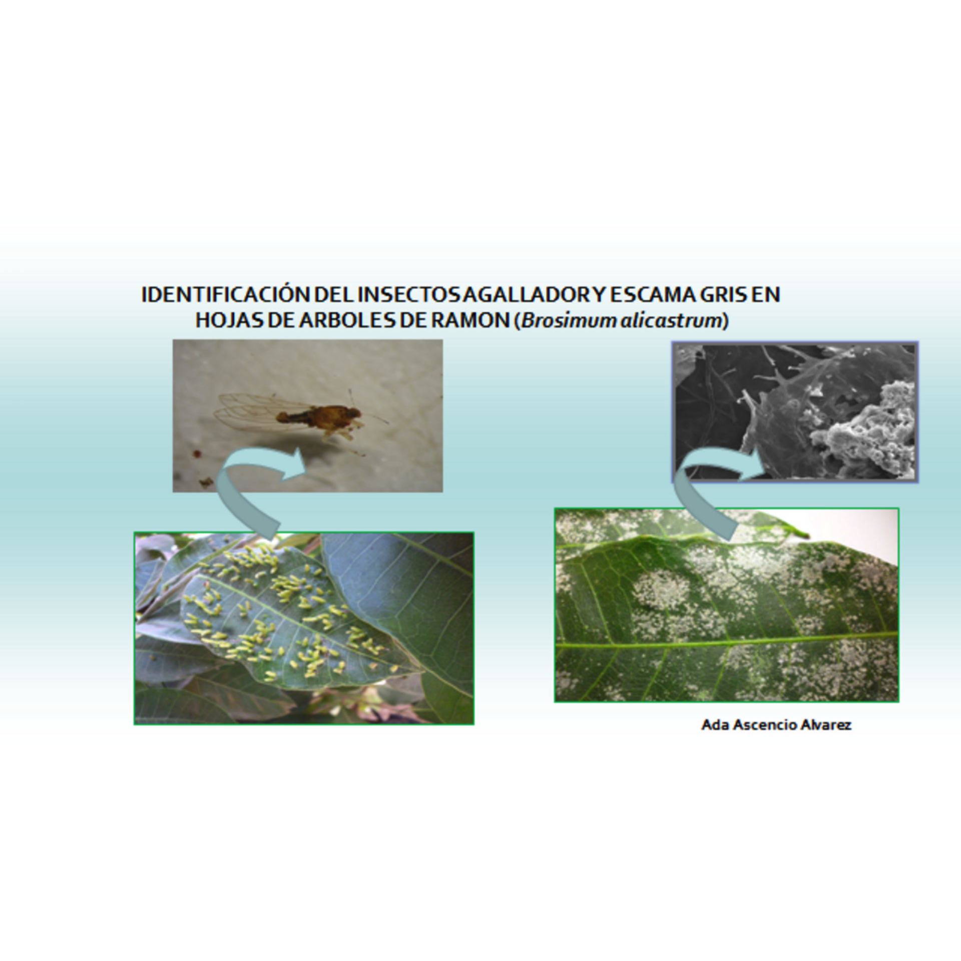 Algunas plagas de insectos en hojas de Brosimum alicastrum Sw. Fuente: (Ascencio-Álvarez et al., 2015).