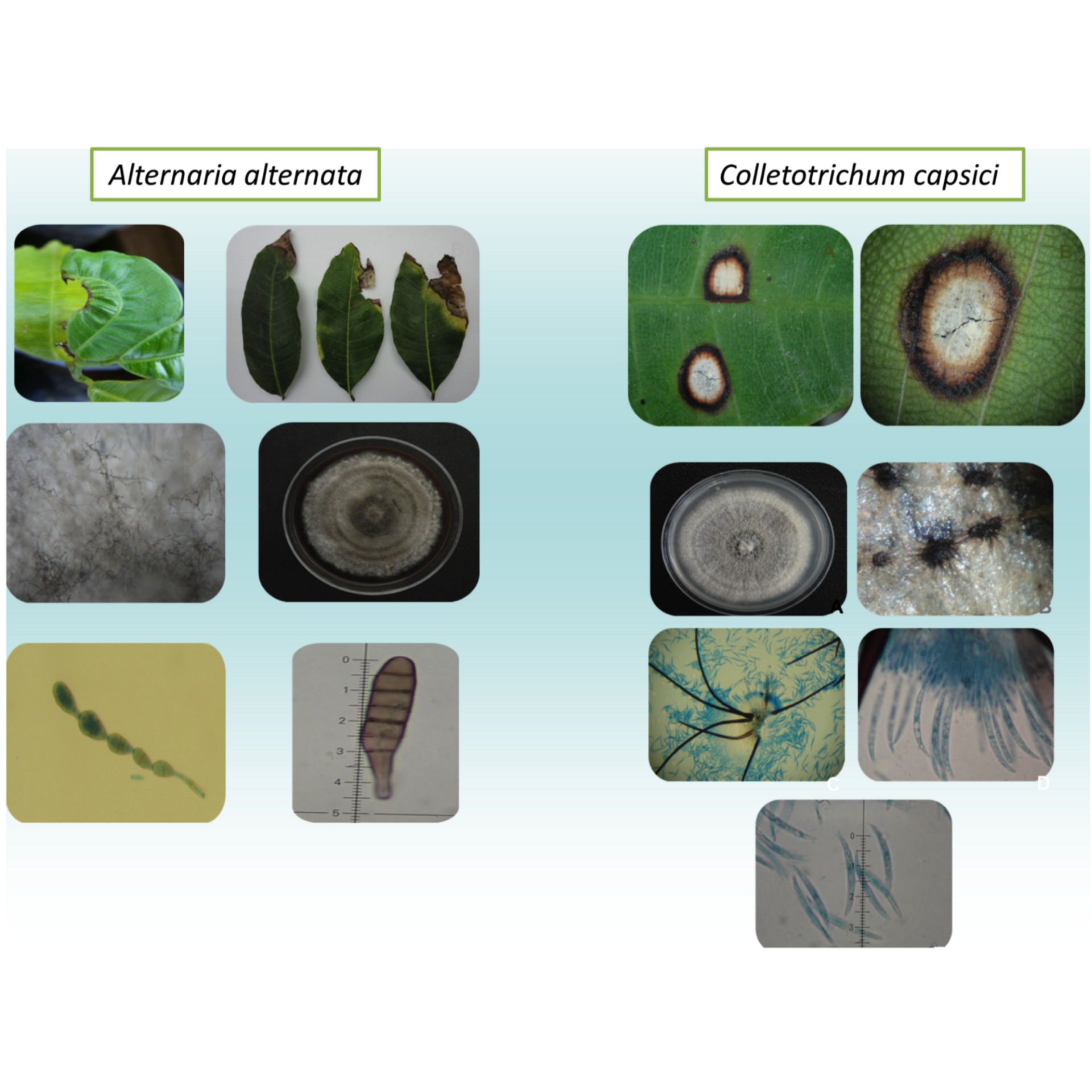 Algunos hongos patógenos identificados en hojas de Brosimum alicastrum Sw. Fuente: imágenes proporcionadas por el CICY (Dr. Alfonso Larqué Saavedra).