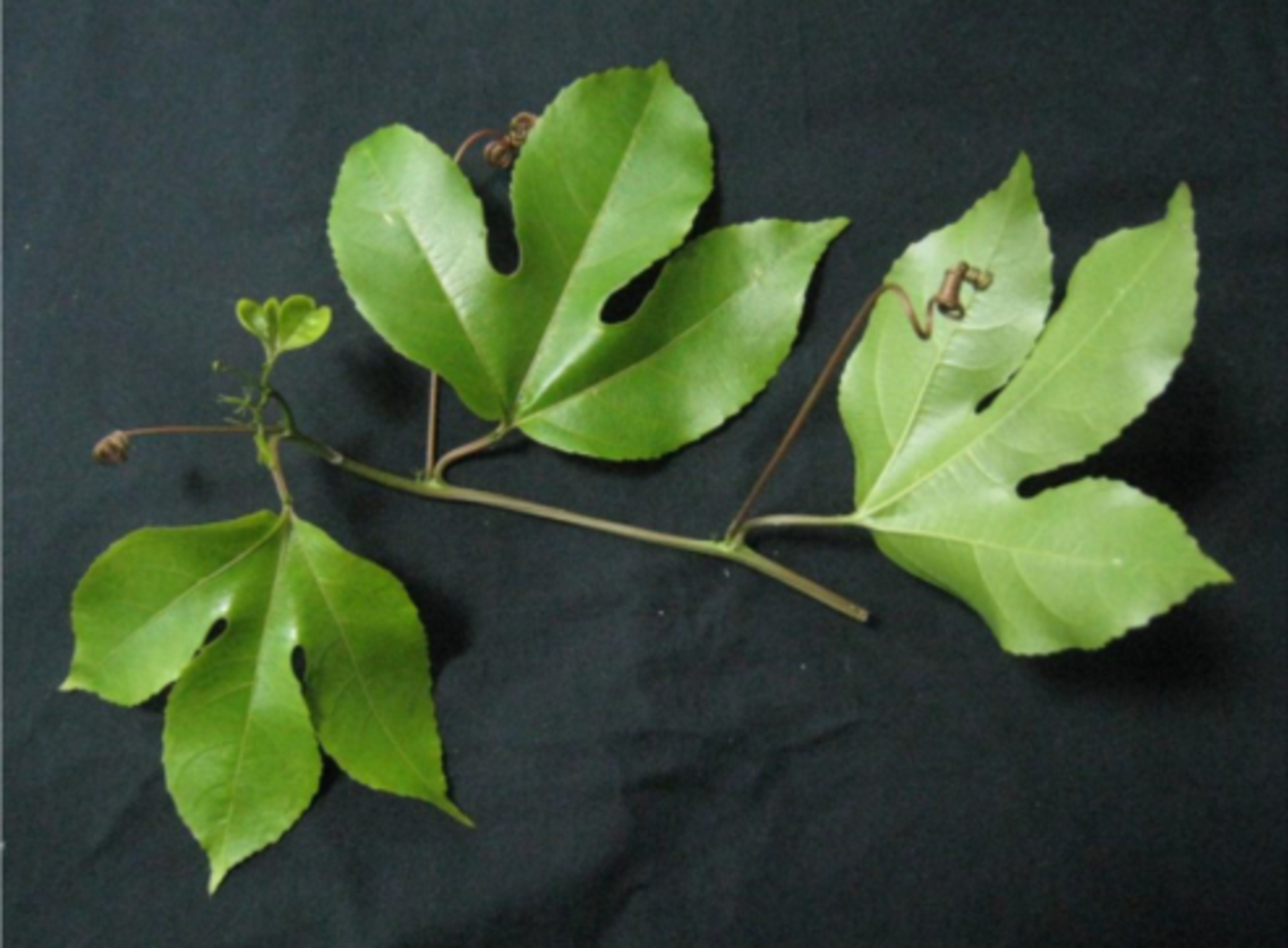 Passiflora edulis leaves. Source: Wijeratnam (2016)