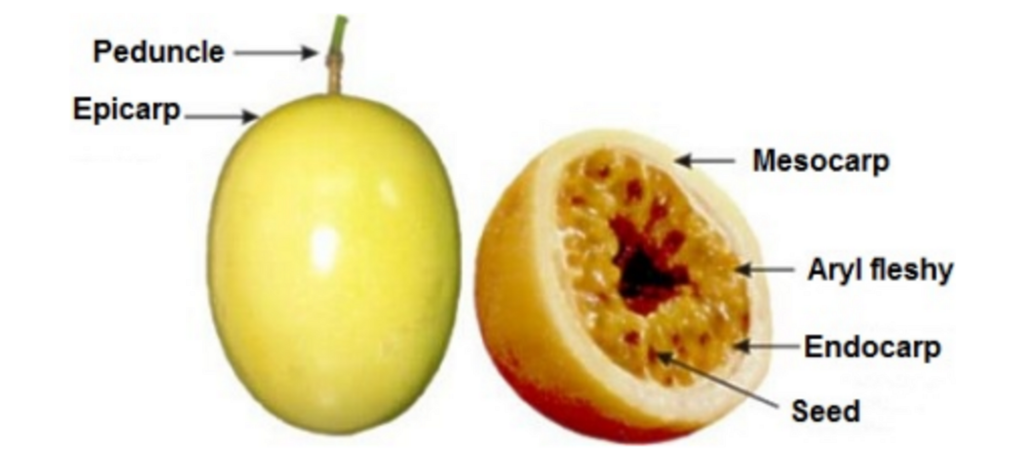 Parts of yellow passion fruit Source: Viganó e Martinez (2015)