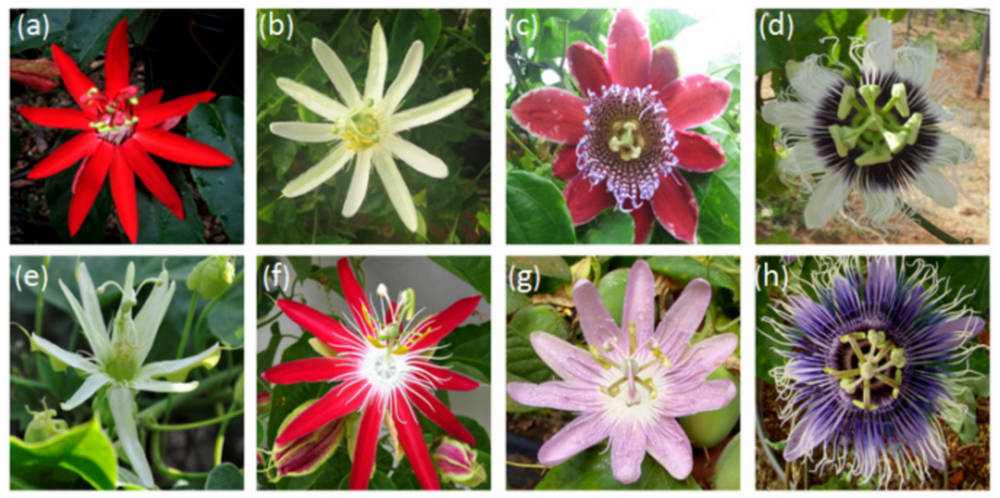 Passionfruit species flowers. Source: Cerqueira-Silva et al. (2014)