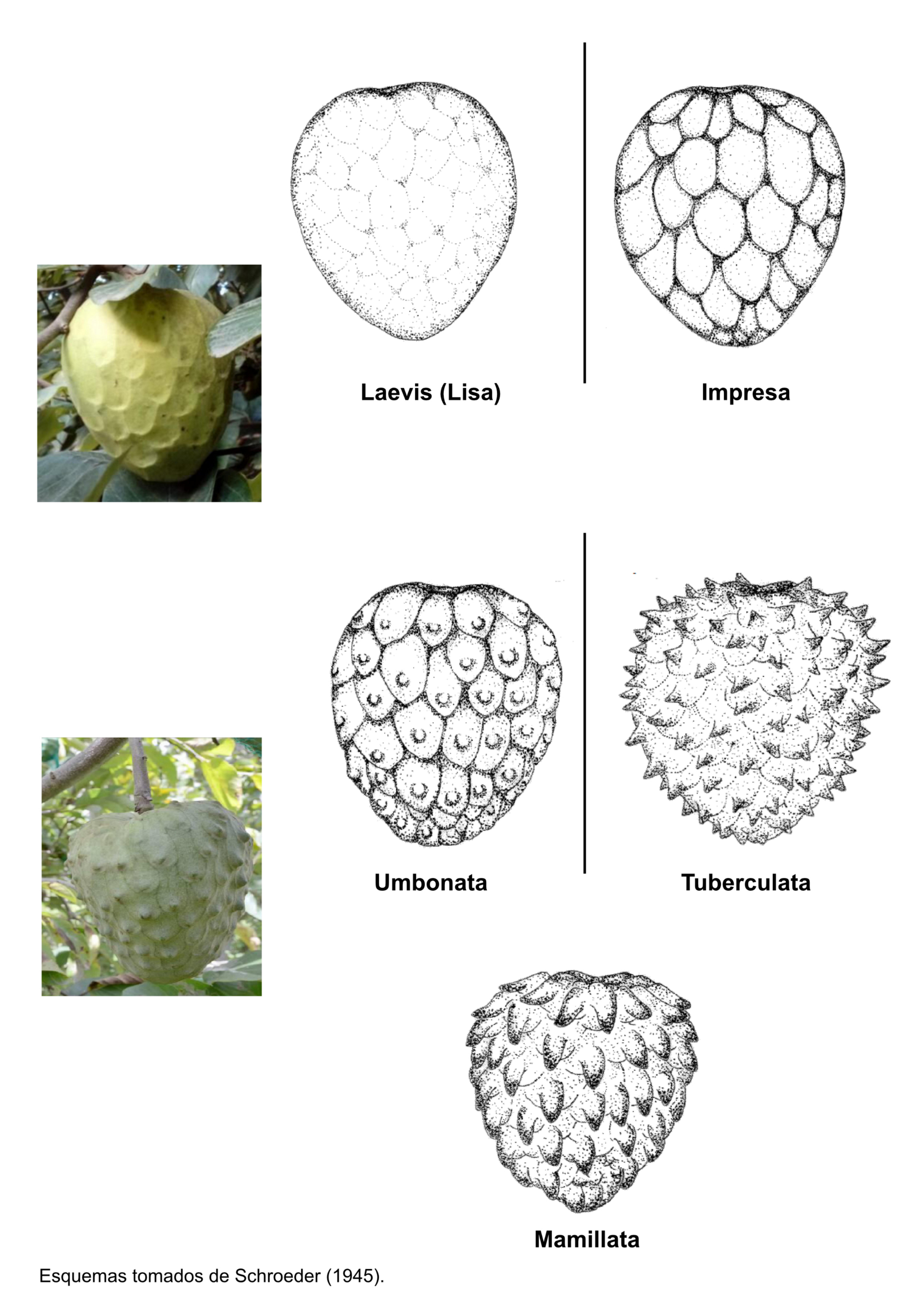 Clasificación del fruto según la morfología del exocarpo.
