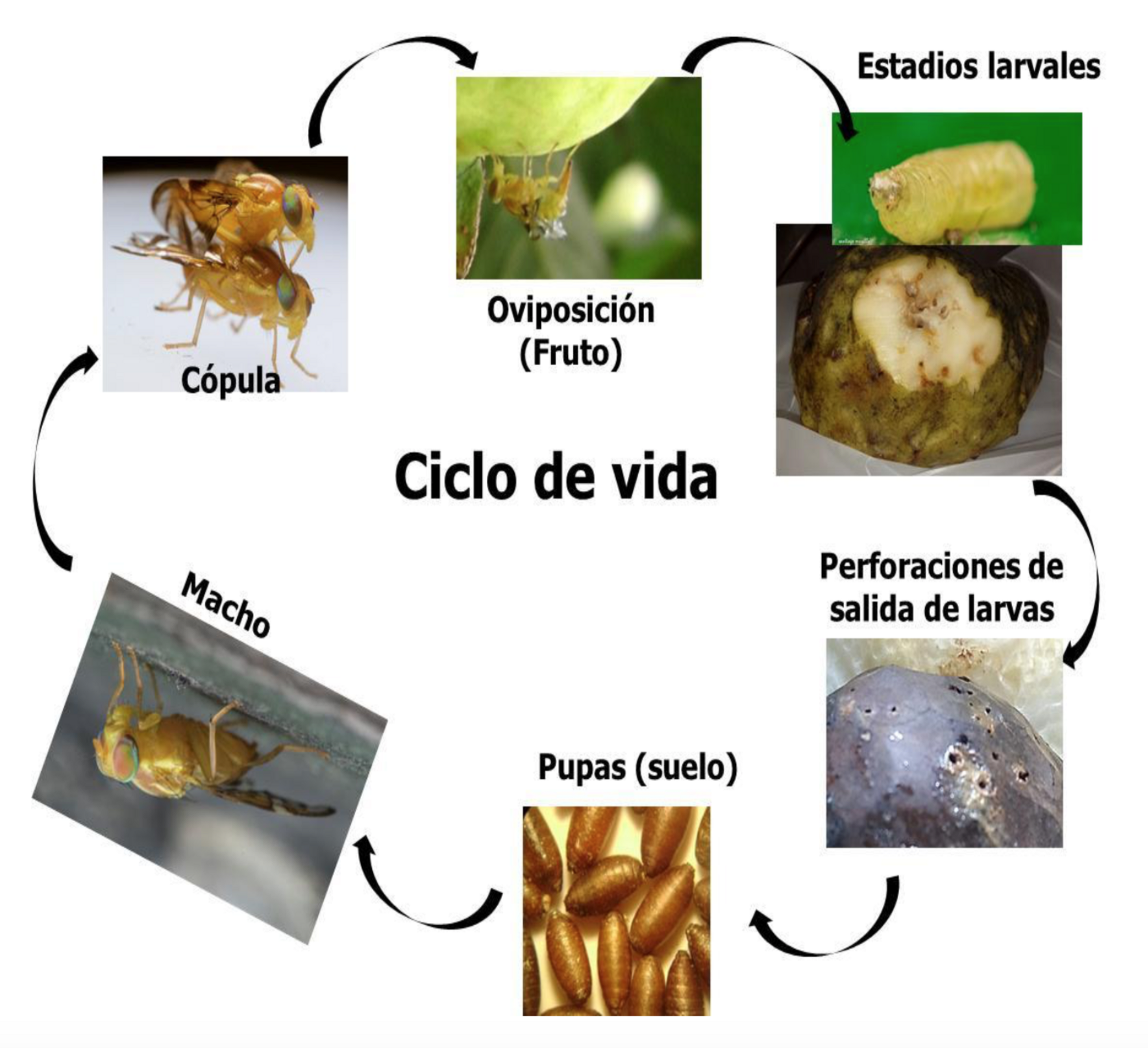 Ciclo de vida de A. fraterculus o mosca sudamericana