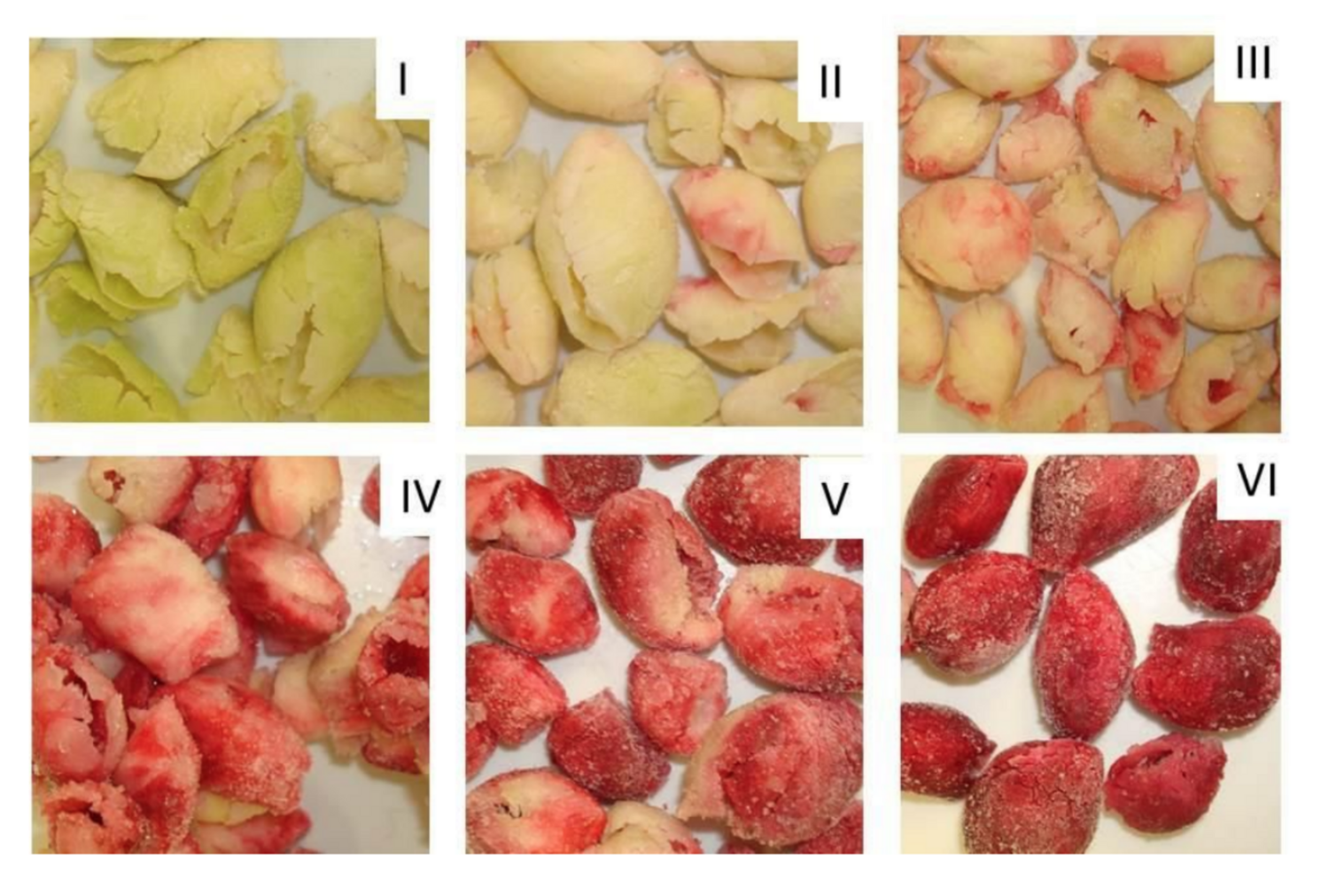 Cambios de color durante la maduración del fruto de guamúchil