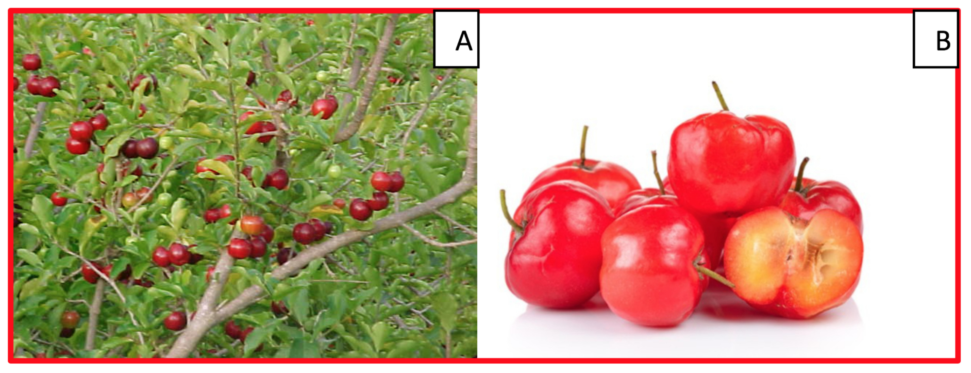 A) Acelora tree, B) Acerola fruit